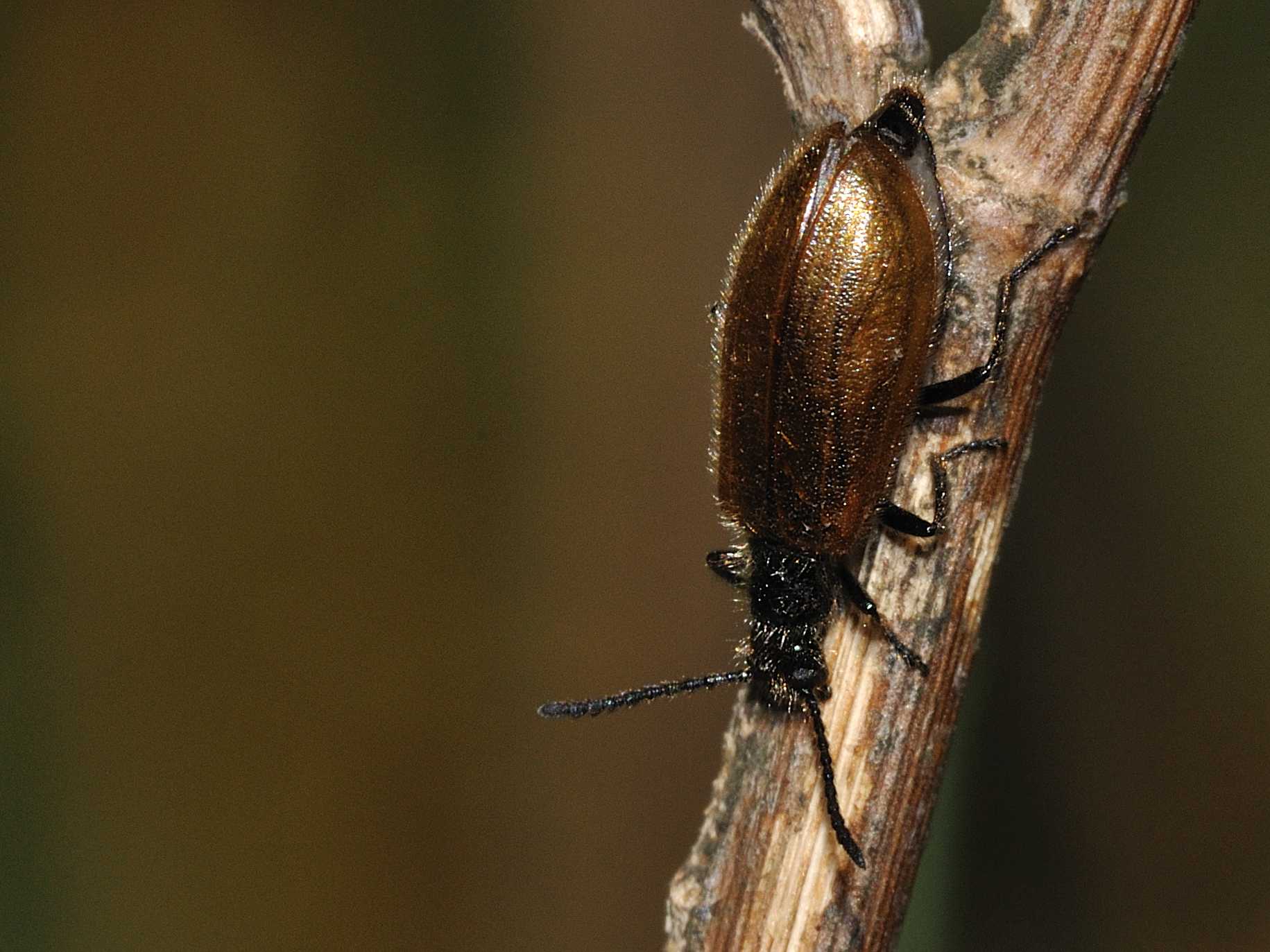 Femmina di Lagria hirta